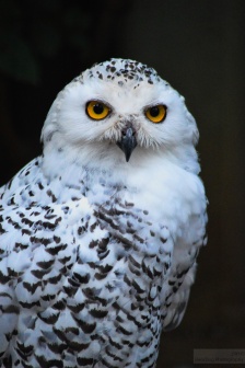 Snow Owl.jpg